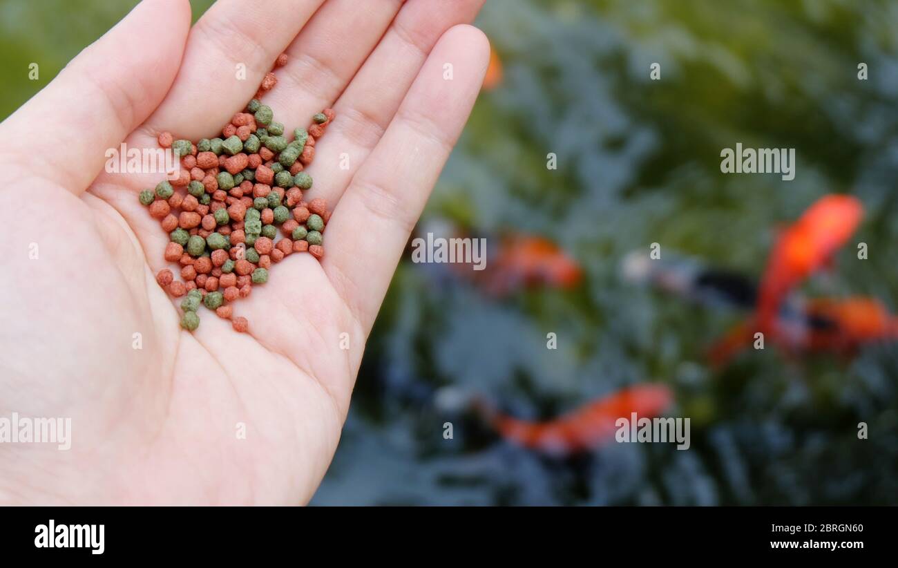 Hand holding fish food on the palm, with blurred background of pond with red koi fish. Stock Photo