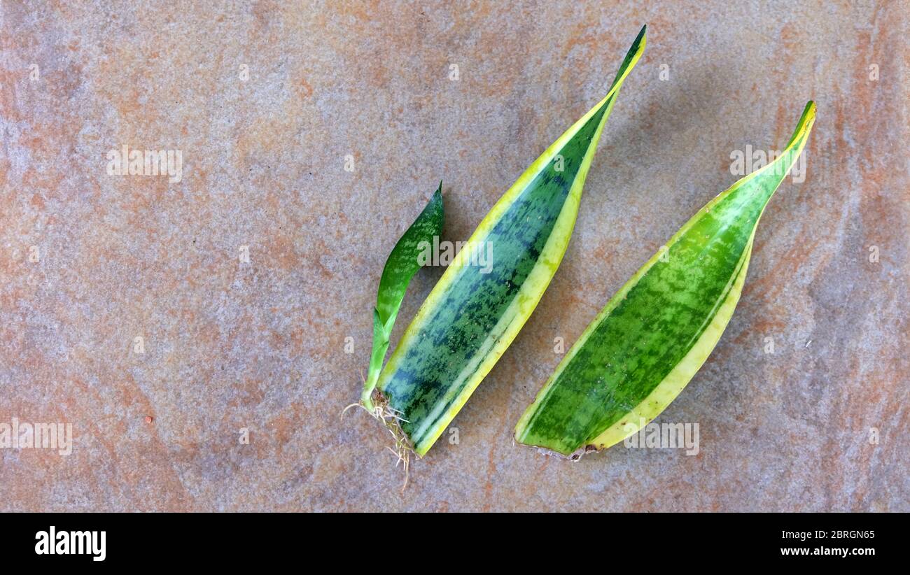Two leaf cuttings of snake plant, with young new shoots growing from one of the leaves. Stock Photo