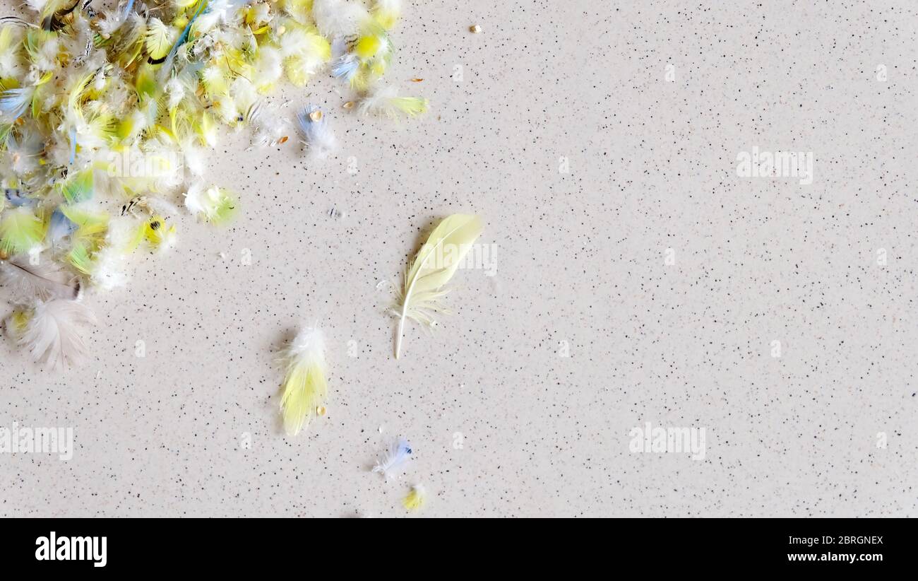 Losing feathers hires stock photography and images Alamy