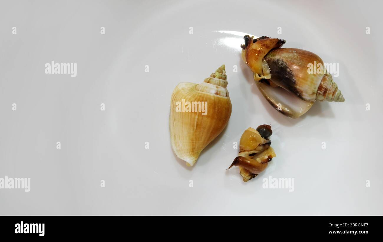 Steamed dog conch, a species of edible sea snail, on a white ceramic surface. With copy space on the left. Stock Photo