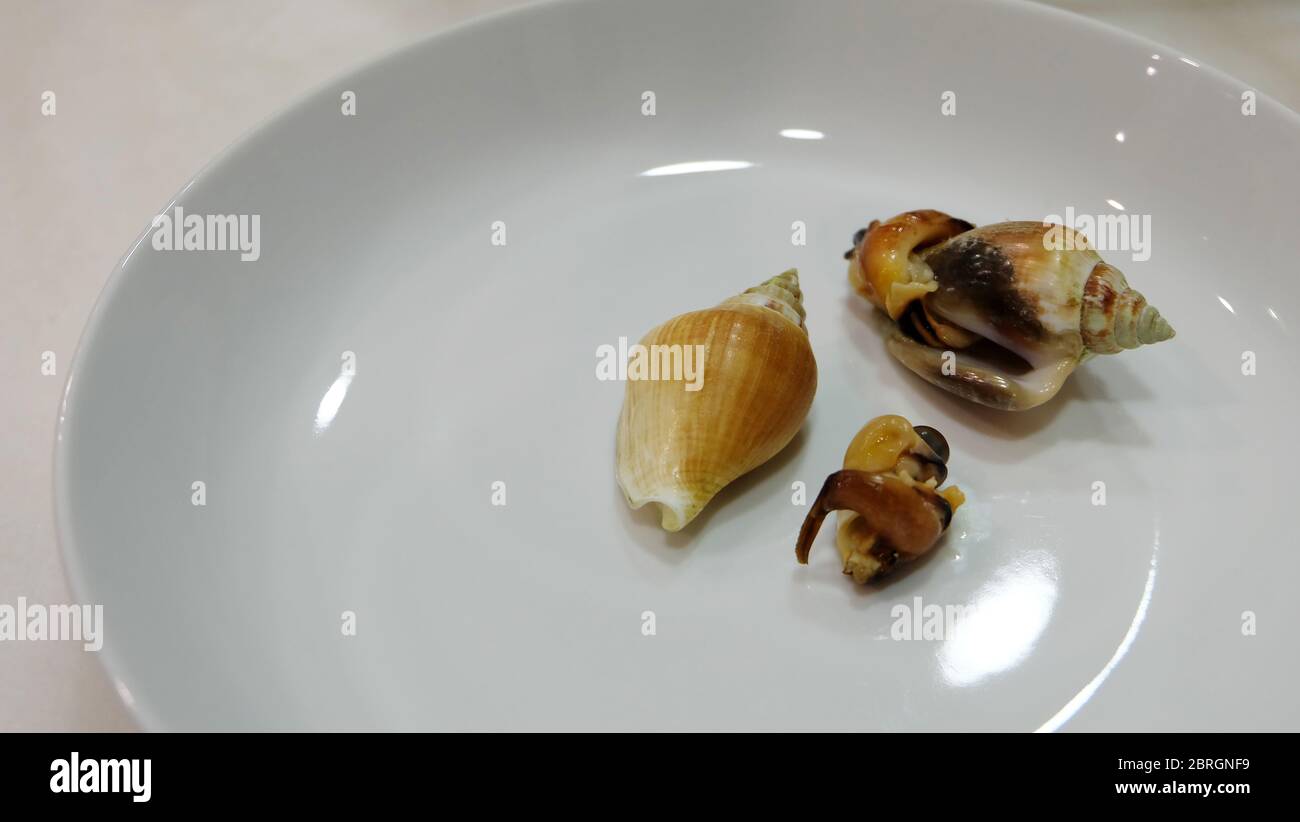 Steamed dog conch, a species of edible sea snail, on a white ceramic plate. Stock Photo