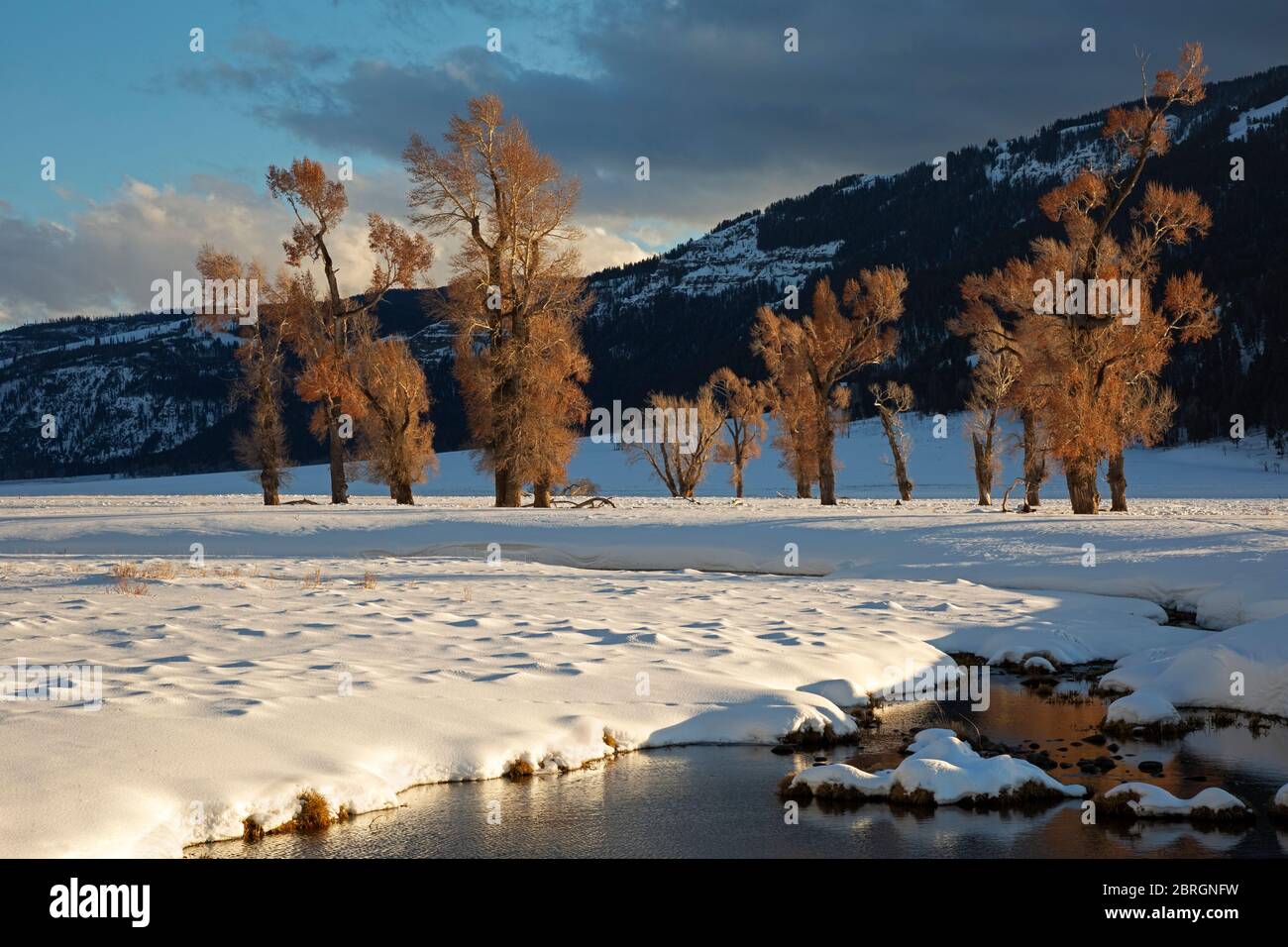 Cottonwood trees yellowstone hires stock photography and images Alamy