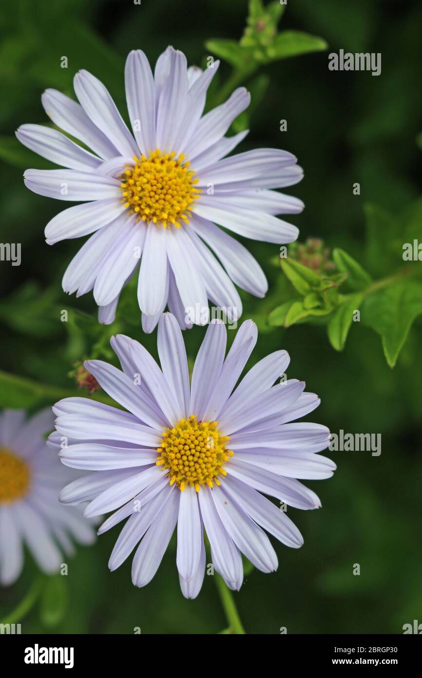Two Korean aster (Kalimeris incisa var Blue Star) pale blue flowers with a further blurred flower and leaves in the background. Stock Photo