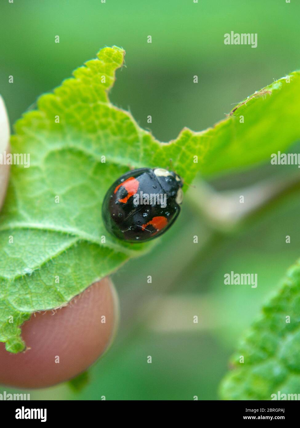 Asian ladybeetle on leaf,  Harmonia axyridis, Harlequin ladybird Stock Photo