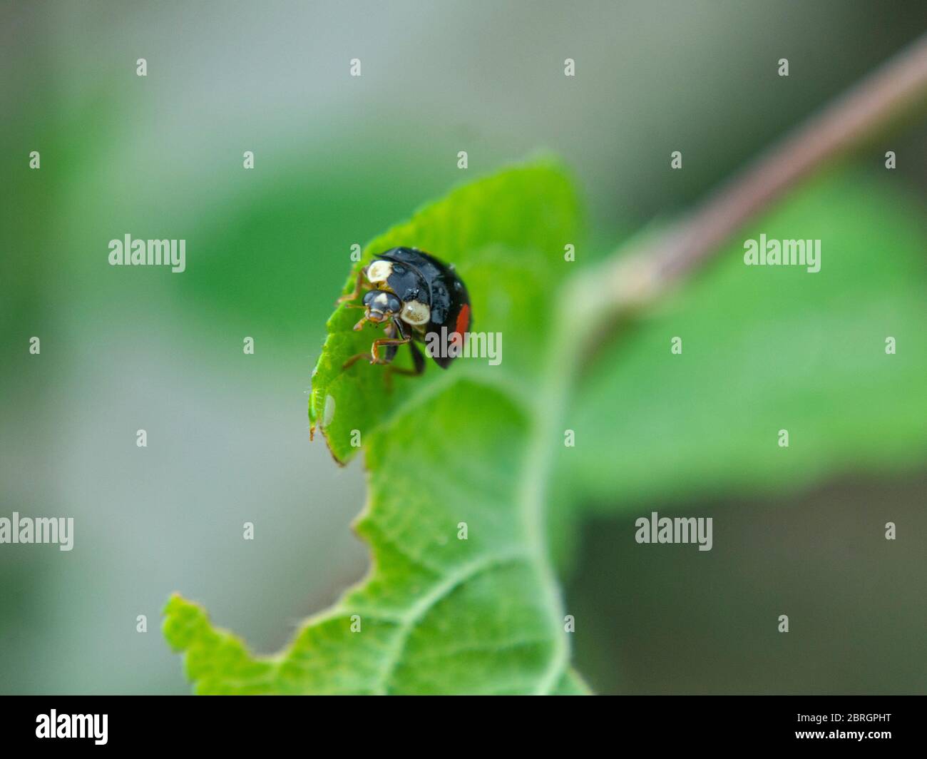 Asian ladybeetle on leaf,  Harmonia axyridis, Harlequin ladybird Stock Photo