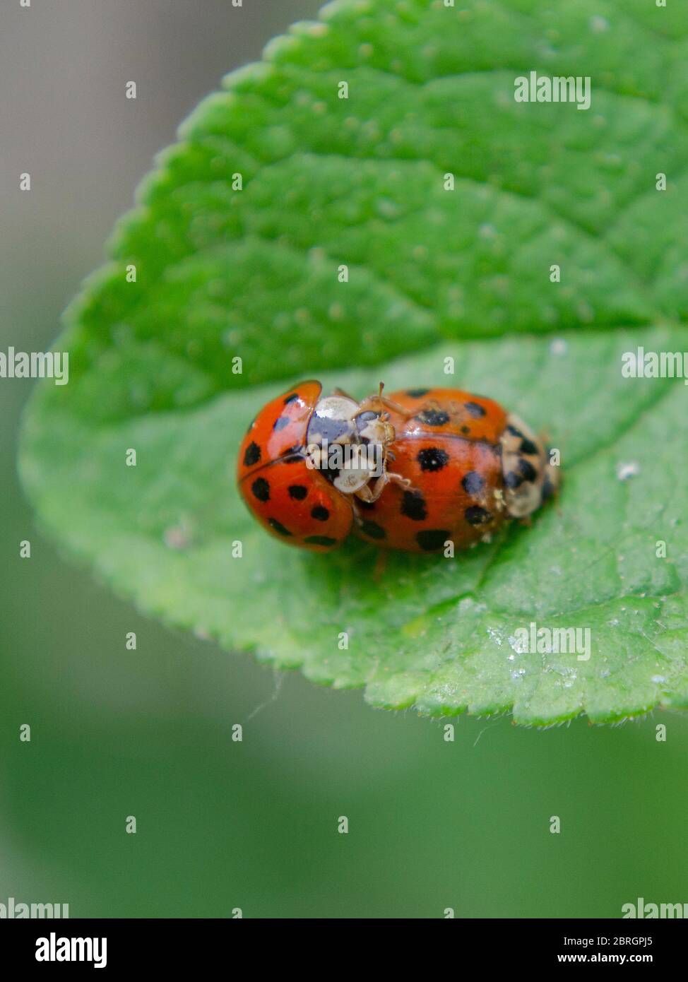 Asian ladybeetles mating, Harmonia axyridis, Harlequin ladybird Stock Photo