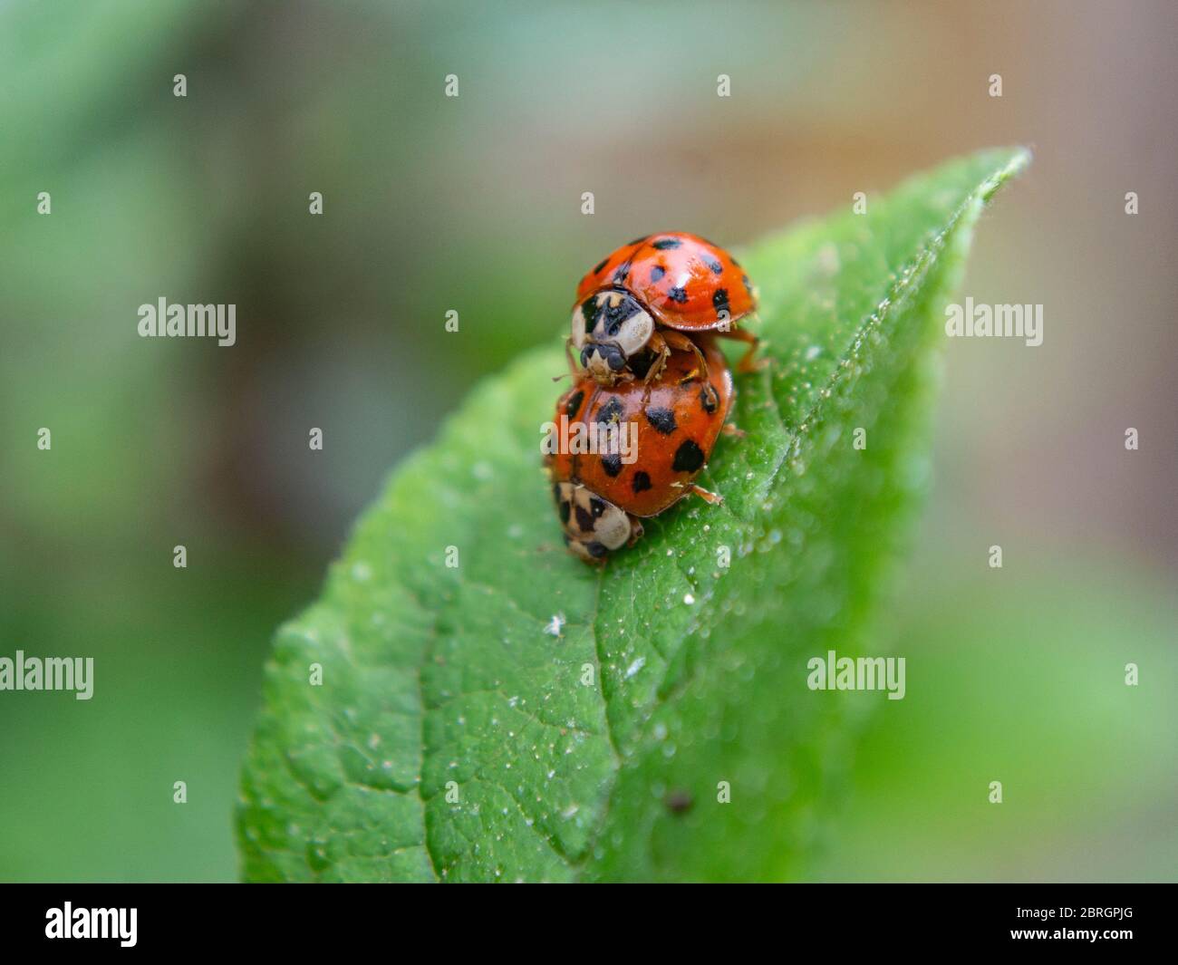 Asian ladybeetles mating, Harmonia axyridis, Harlequin ladybird Stock ...