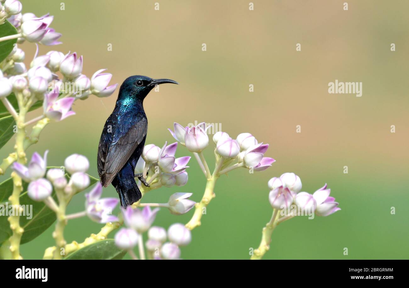 The purple sunbird is a small bird in the sunbird family found mainly in South and Southeast Asia. Stock Photo