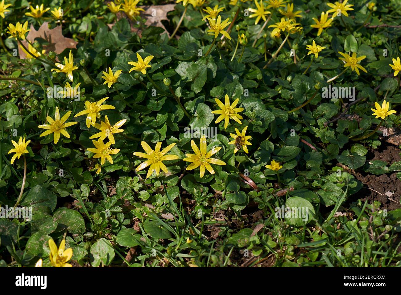 Ficaria verna yellow inflorescence Stock Photo