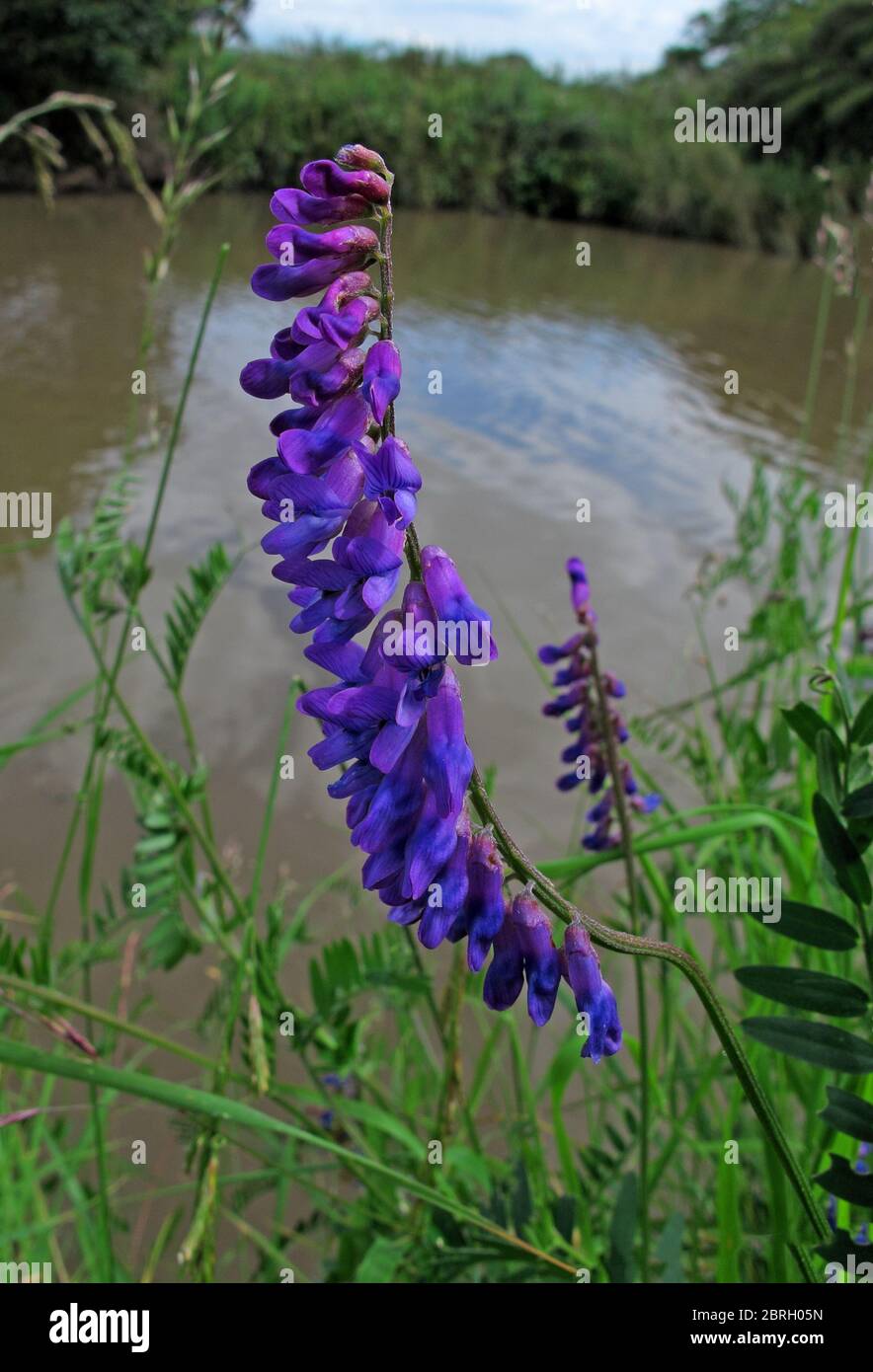 Purple marshflower, , Northwich,Cheshire, England, UK Stock Photo