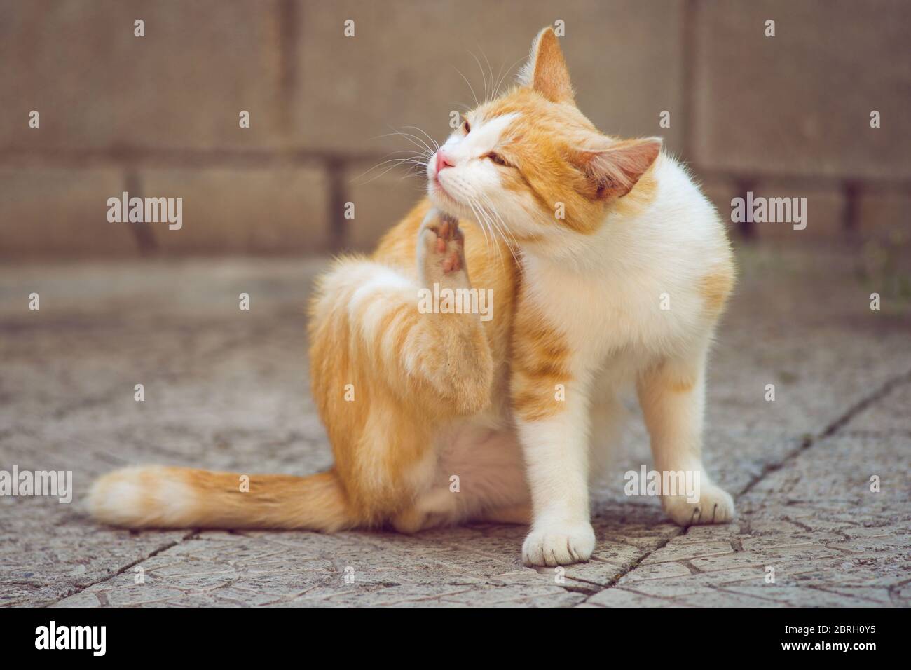 Ginger white cat paw scratches behind the ear outdoors. Fleas and ticks in domestic animals. Stock Photo