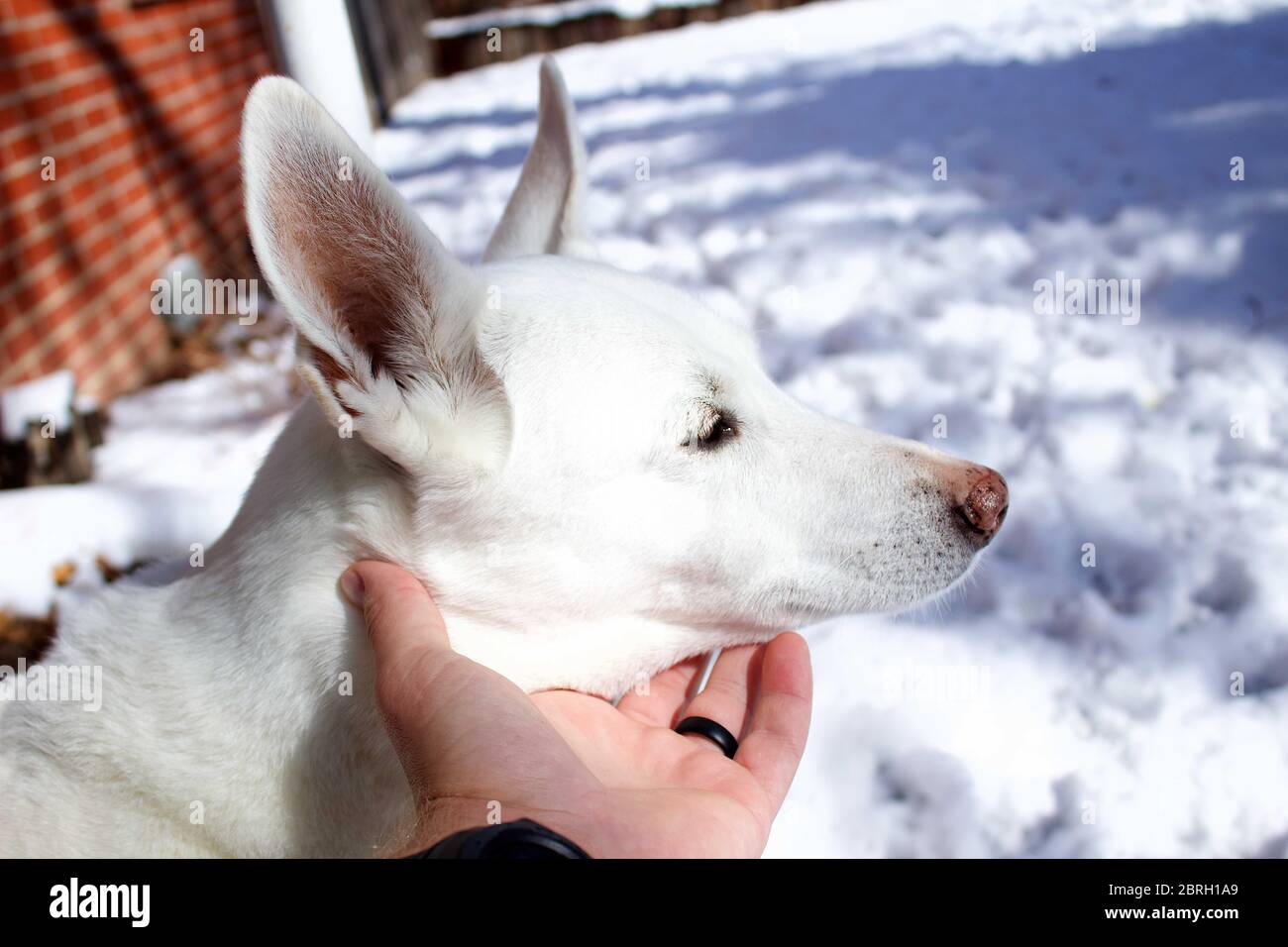 cute white german shepherd