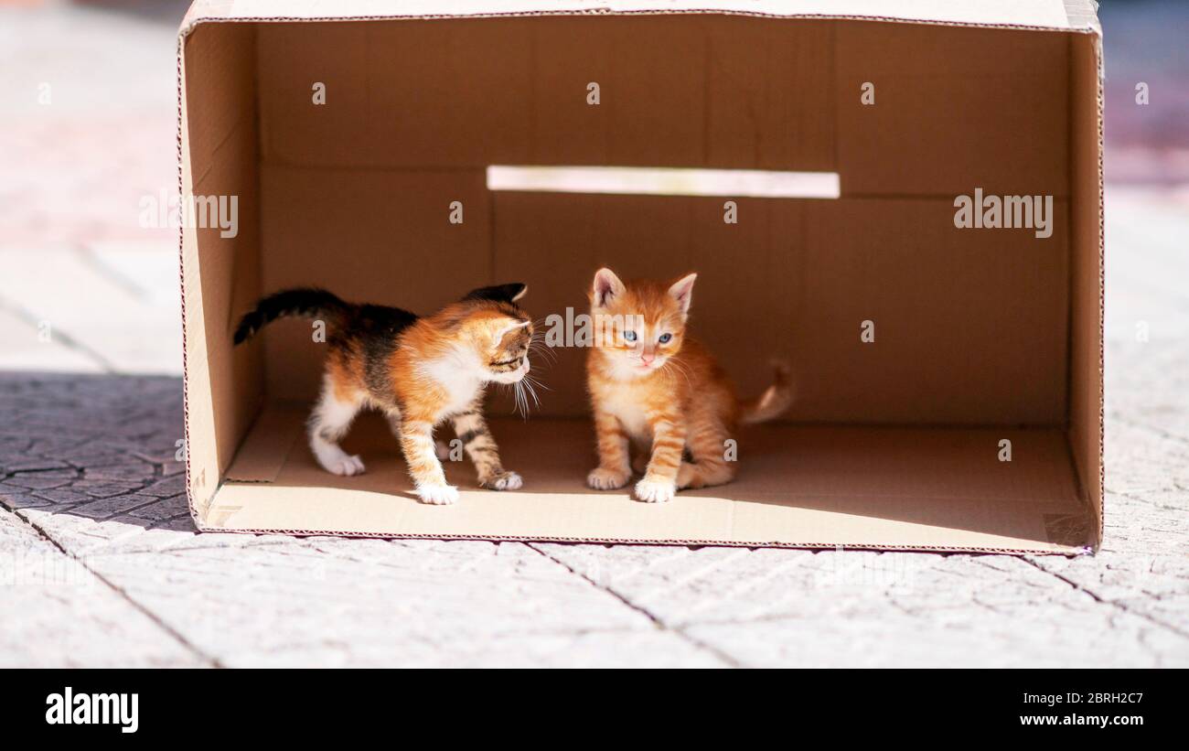 Two cute kittens are playing in a cardboard box on the street. Stock Photo