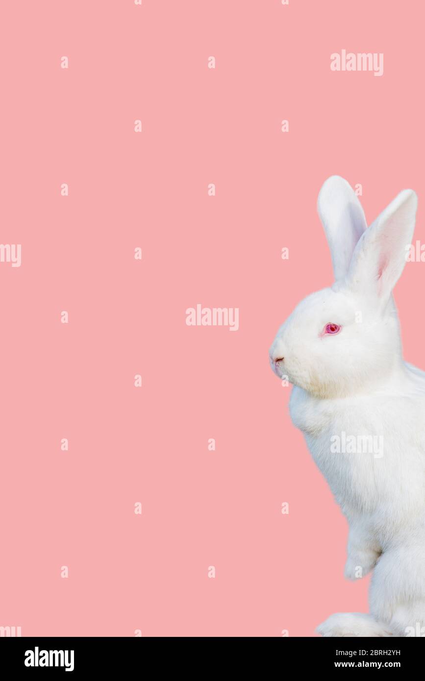 Cute young white rabbit on a pink background Stock Photo - Alamy