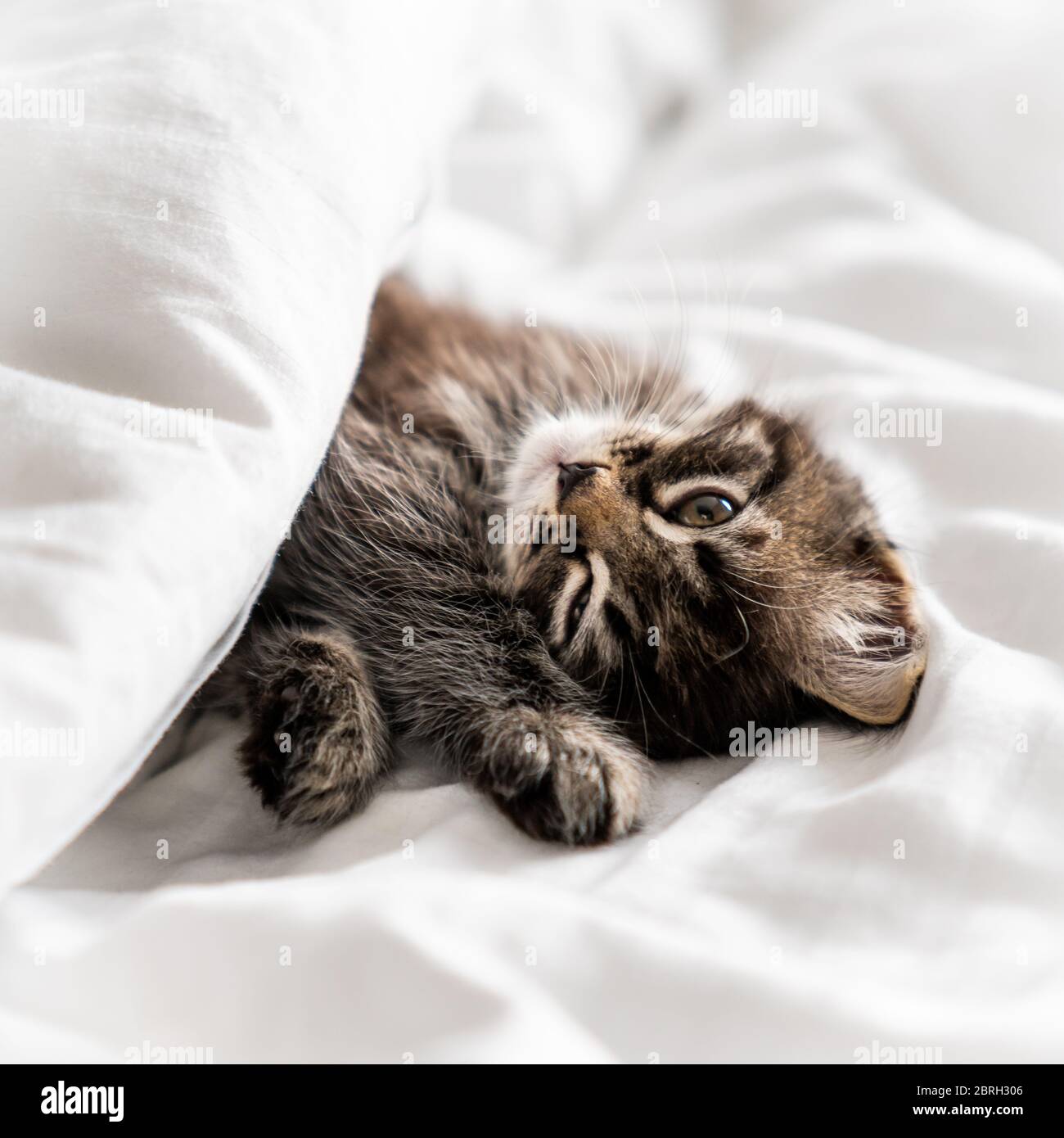 Cute little kitten sleeping covered with blanket Stock Photo - Alamy