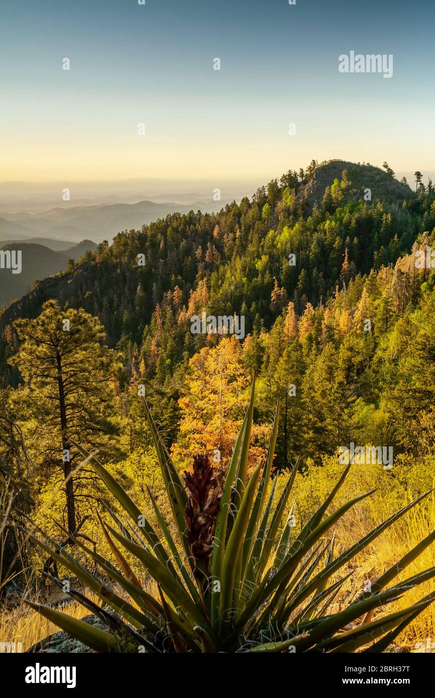 View from Emory Pass Trail, Black Range, Gila National Forest, New Mexico USA Stock Photo