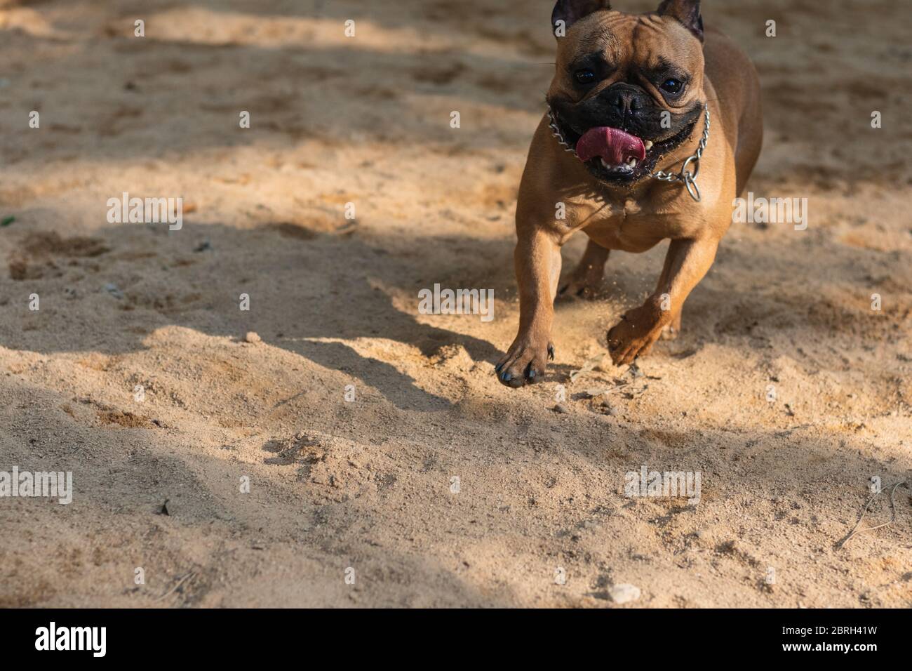 happy french bulldog