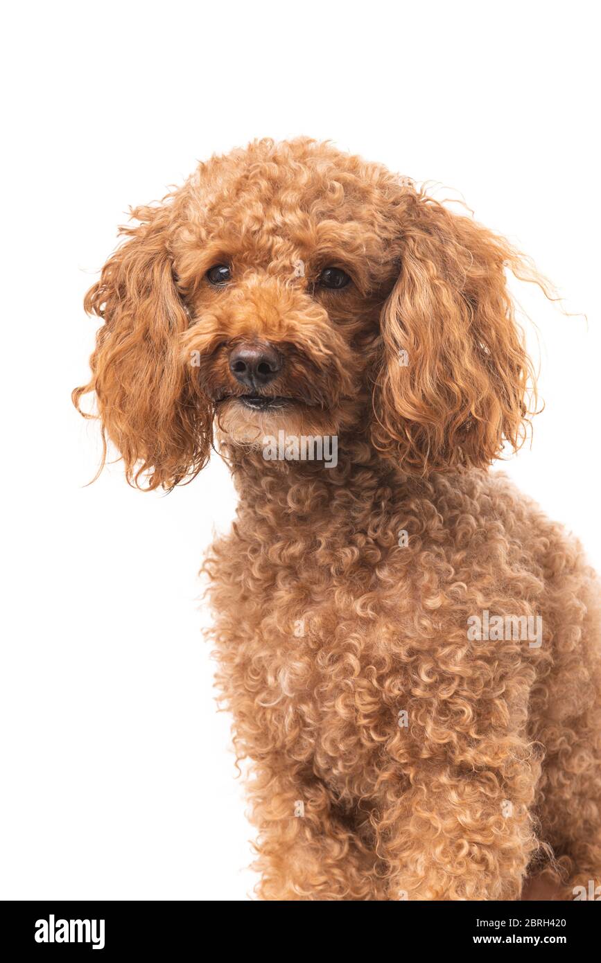 Groomed Toy Poodle posing on white background Stock Photo - Alamy