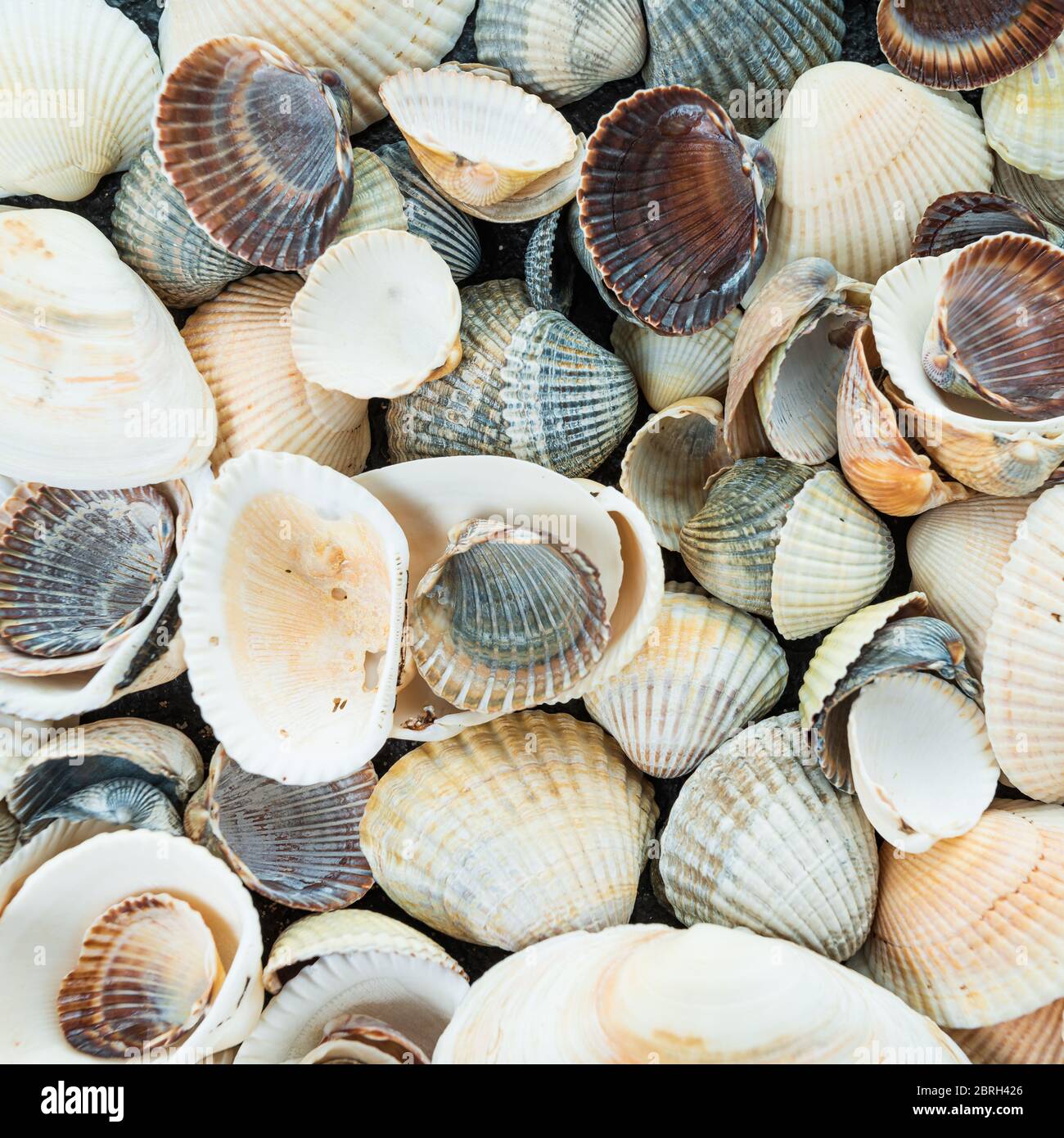 Mixed colorful sea shells as background. Sea Shell Texture Stock Photo ...