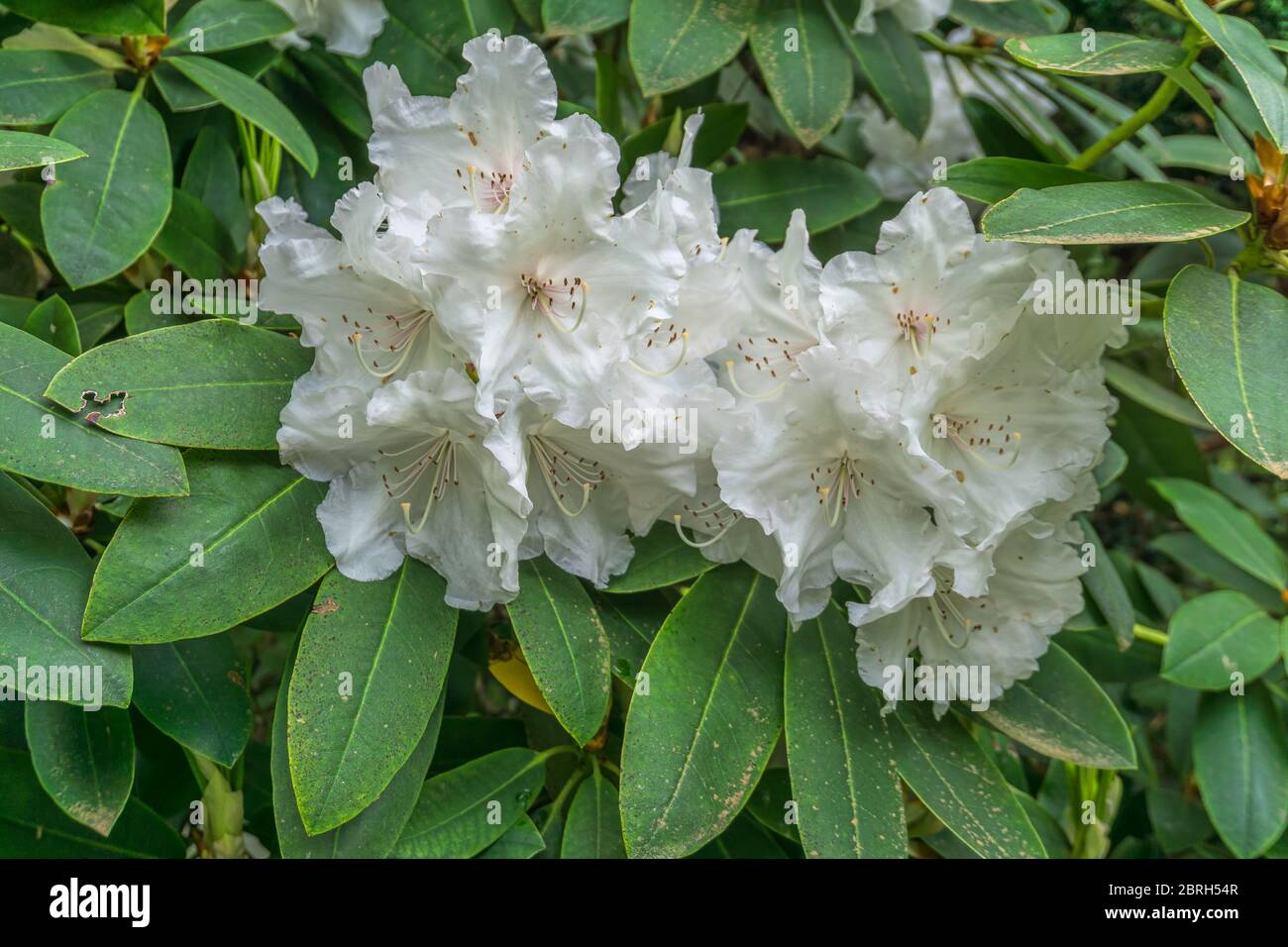 White Rhododendron clusters in a garden in Seatac, Washingotn Stock ...