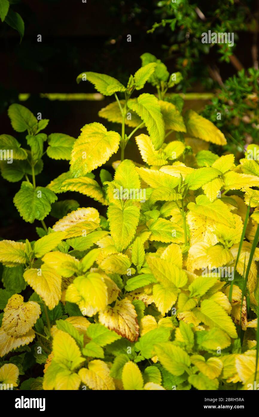 Bright yellow leaves of the Lemon Balm 'All Gold' (Melissa officinalis 'All Gold') Stock Photo