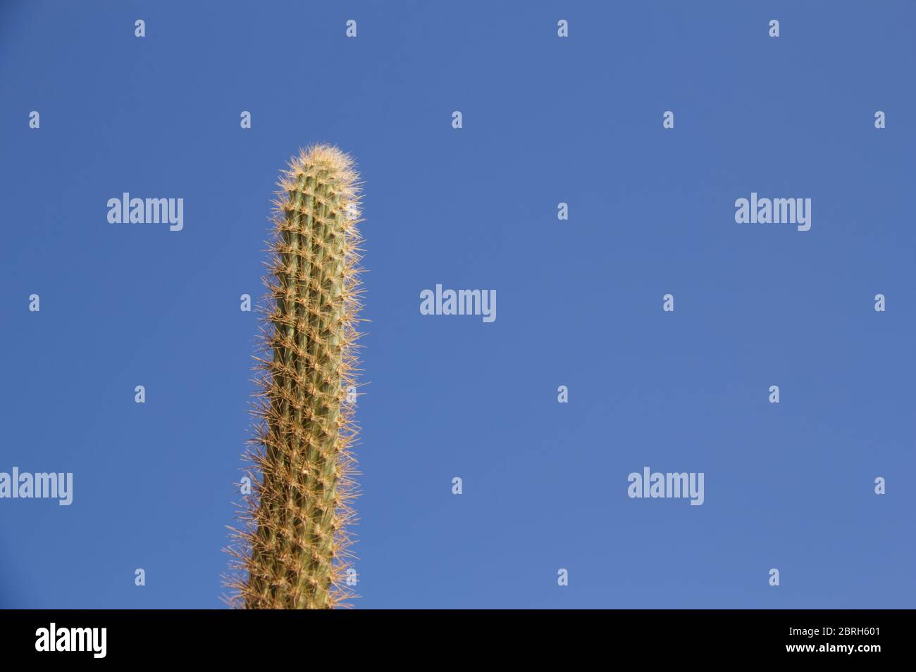 Desert Cacti Stock Photo Alamy desert-cacti-stock-photo-alamy