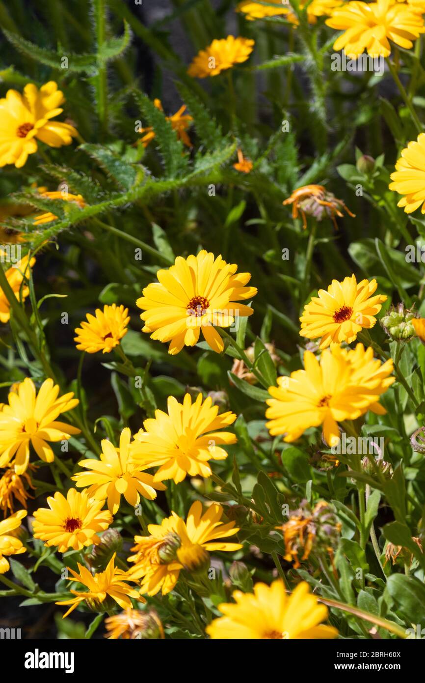 The pot marigold (Calendula officinalis) Stock Photo