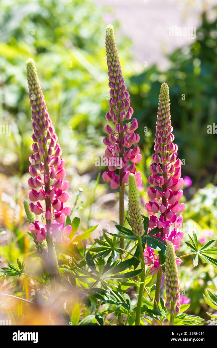Close-up image of the early summer flowering Lupin flowers also known as Lupinus or Lupine Stock Photo