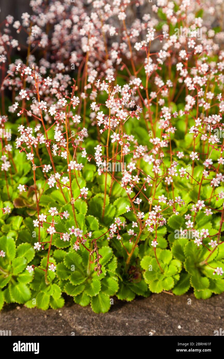 Close up of the plant Saxifraga 'London Pride' which flowers in May in Scotland Stock Photo