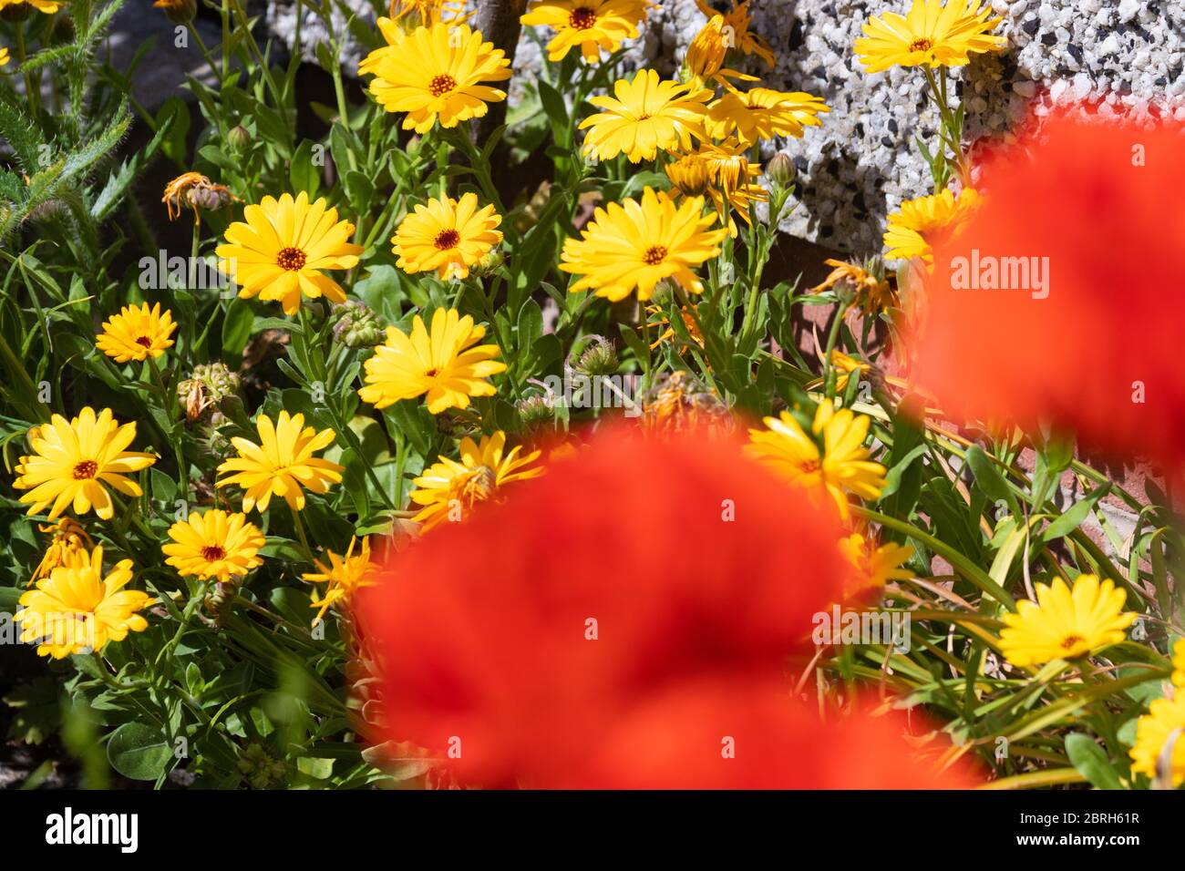 The pot marigold (Calendula officinalis) out of focus red poppies in the foreground. Stock Photo