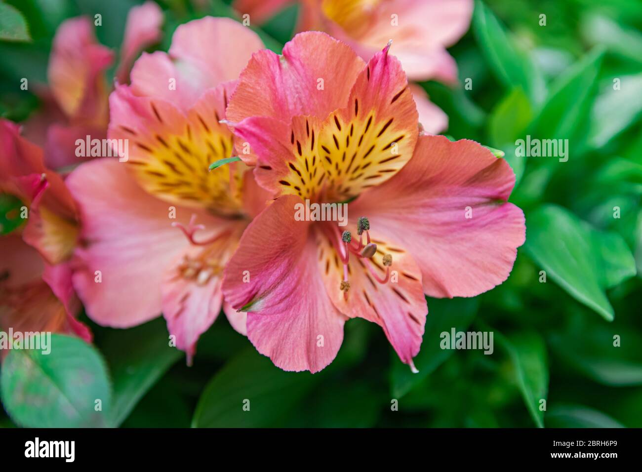 Pink Peruvian lily, (altroemeria aurantiaca ligtu), blooming with green vegetation background Stock Photo