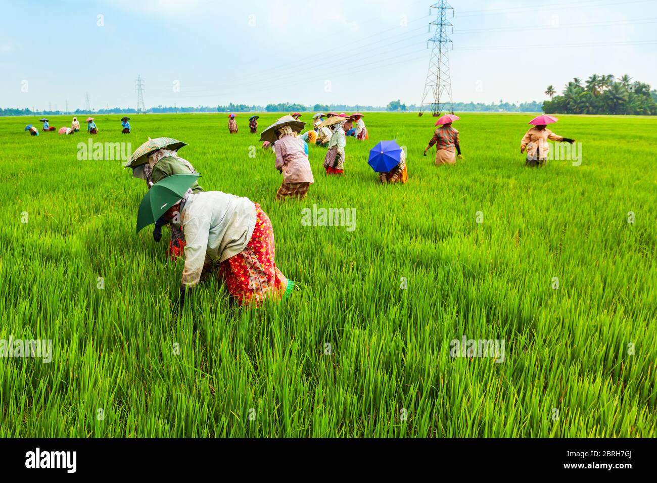 ALAPPUZHA, INDIA - MARCH 19, 2012: Unidentified farmers working in the beauty rice field in Asia Stock Photo