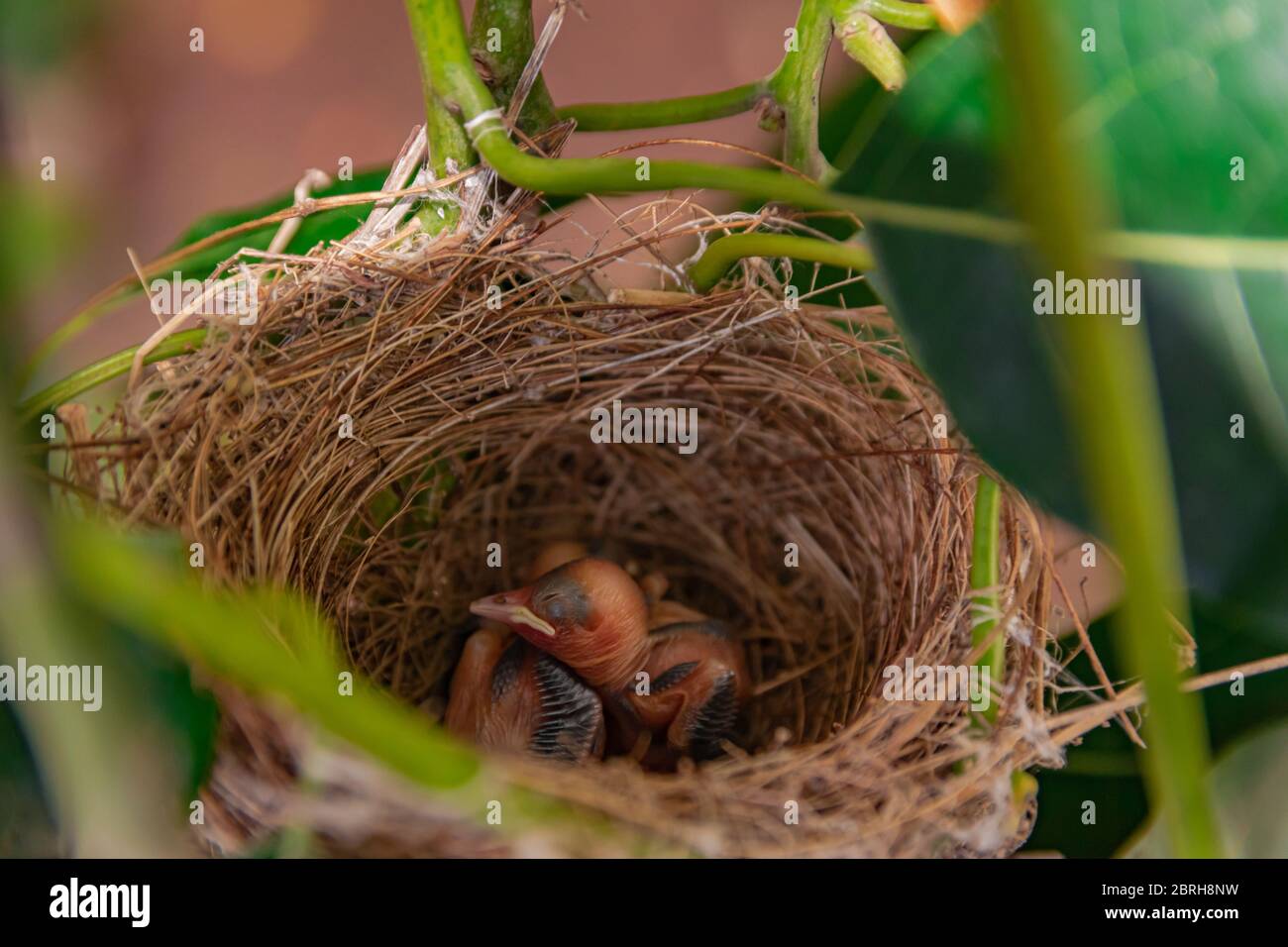 Eurasian blackcap chicks, (Sylvia atricapilla heineken), without feathers and closed eyes in the nest Stock Photo