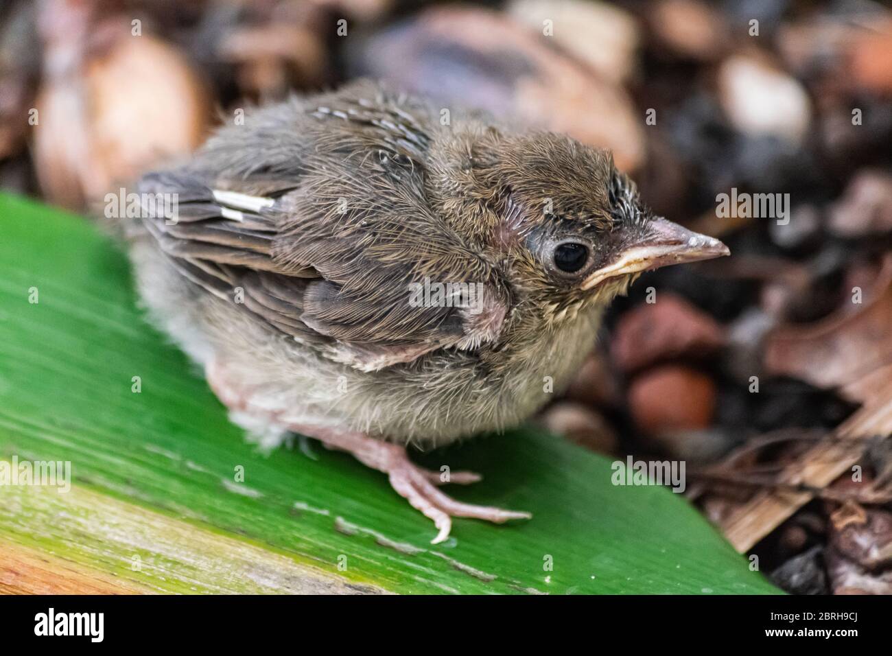 Eurasian blackcap chick (Sylvia atricapilla heineken) Stock Photo