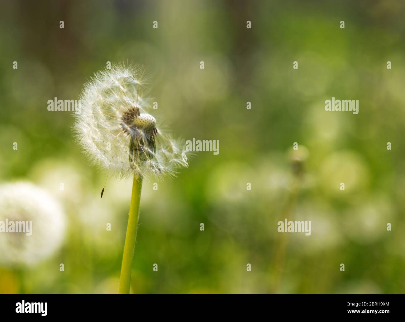 Dandelion seed pod in a natural background. White fluffy dandelions. Stock Photo