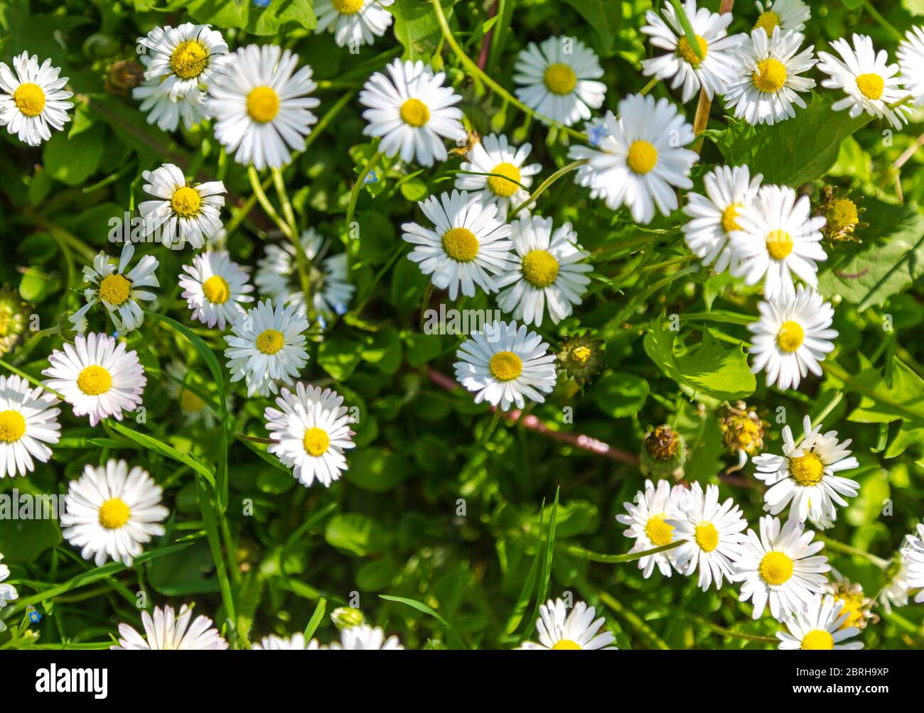 Spring landscape with white chamomile blossom on field. Top view of blooming wildflowers in meadow. Stock Photo
