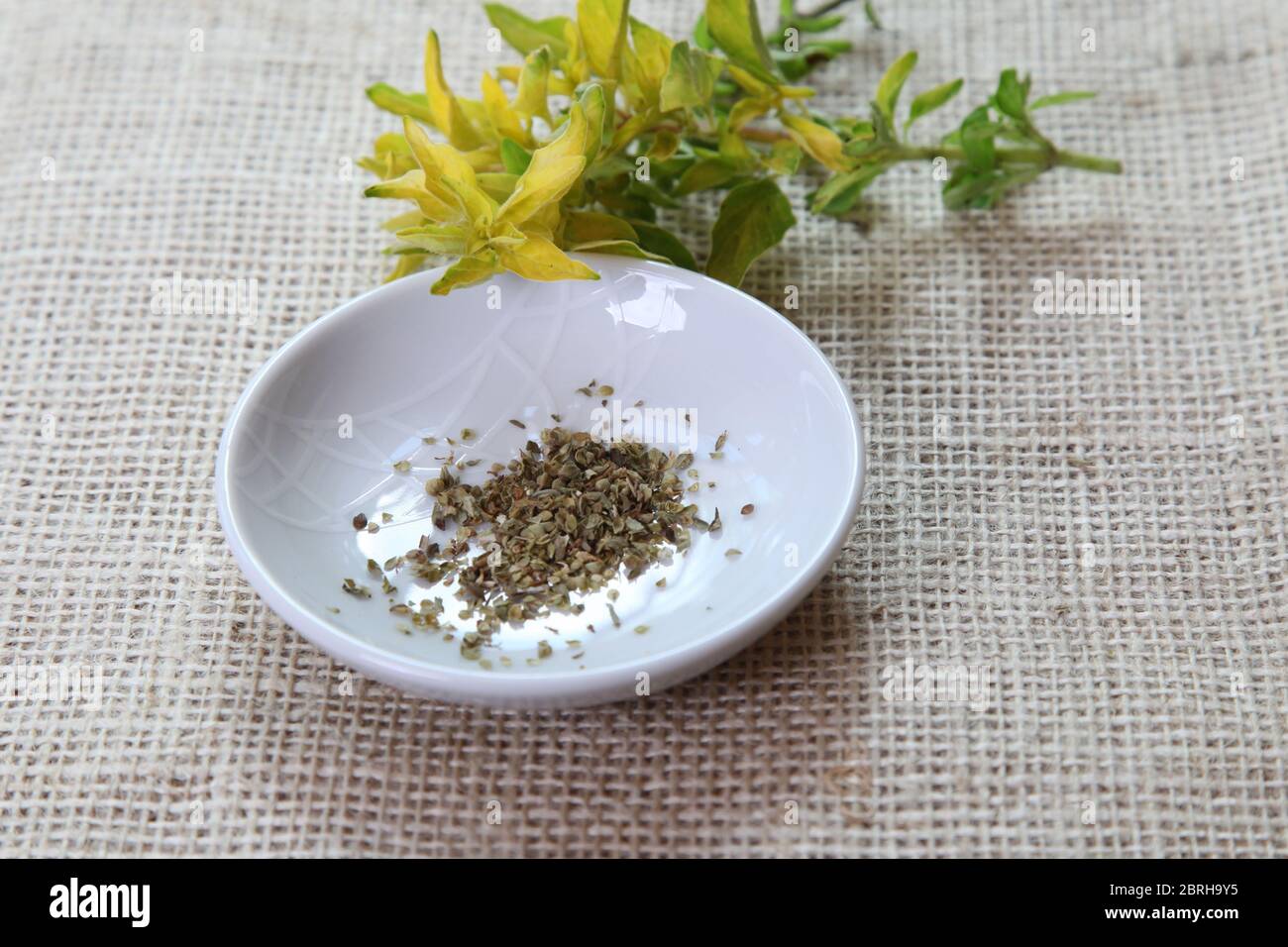 Oregano Herb, fresh perennial Oregano sprigs and dried Oregano in a