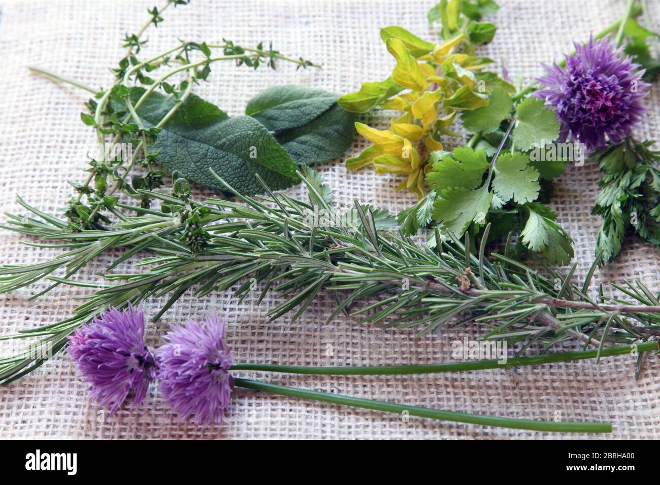 Collection of garden perennial herbs from the UK garden allotment ...