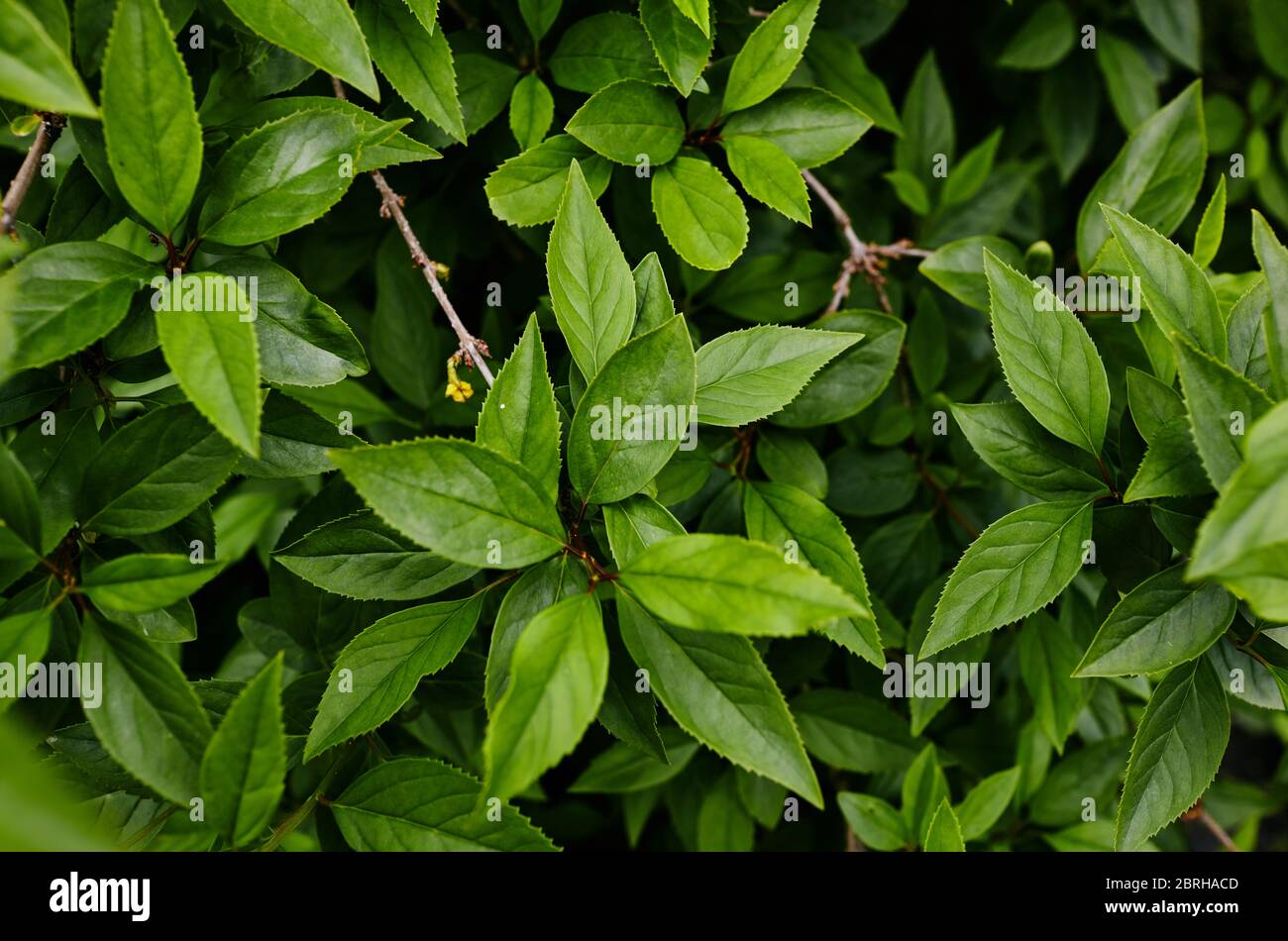 Forsythia branch with green leaves on a sunny day. Forsythia bush in spring. Blurred leaf background, top view Stock Photo