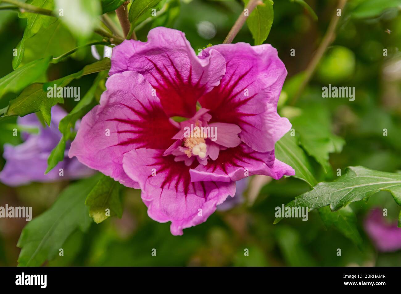 Hibiscus syriacus flower, blooming with green leaves background Stock ...
