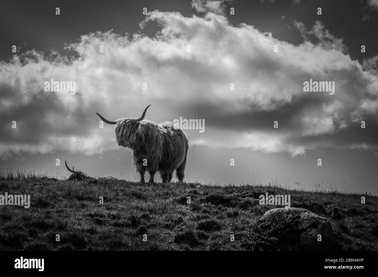 Black and white portrait of pair of highlander cows on a meadow, Scotland Stock Photo