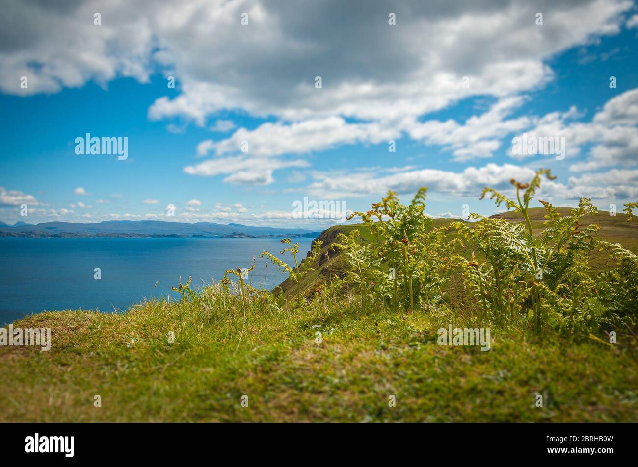 Tilt shift effect of grass in the Isle of Skye with blurred sea background Stock Photo