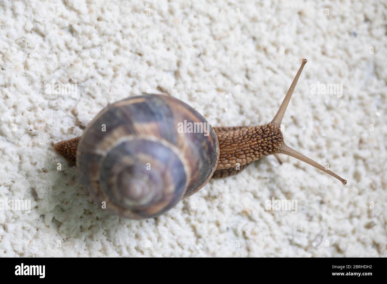 A close up of a snail on a white stone surface from a birds perspective Stock Photo