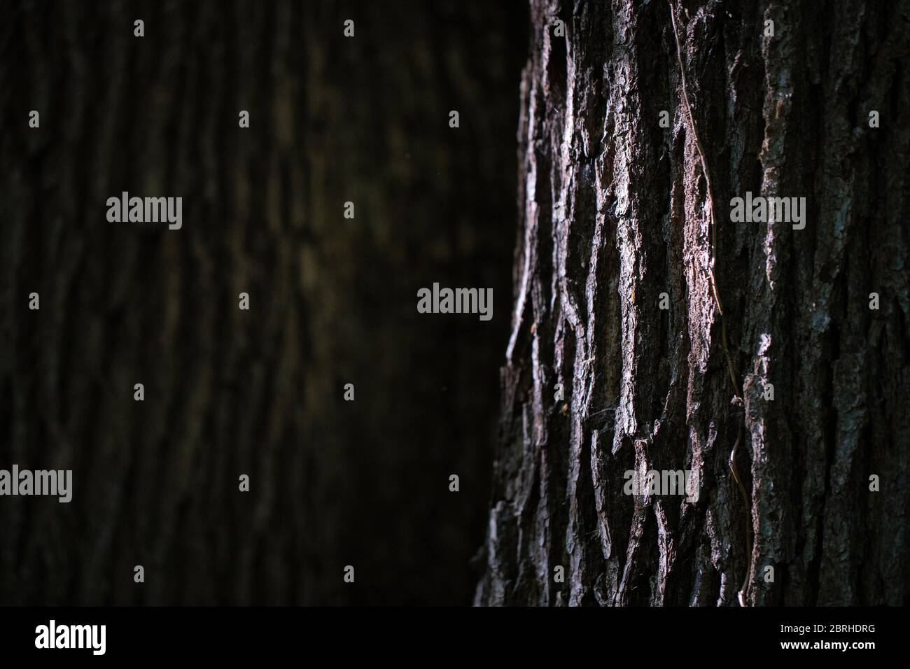 Light and dark bark texture hi-res stock photography and images - Alamy