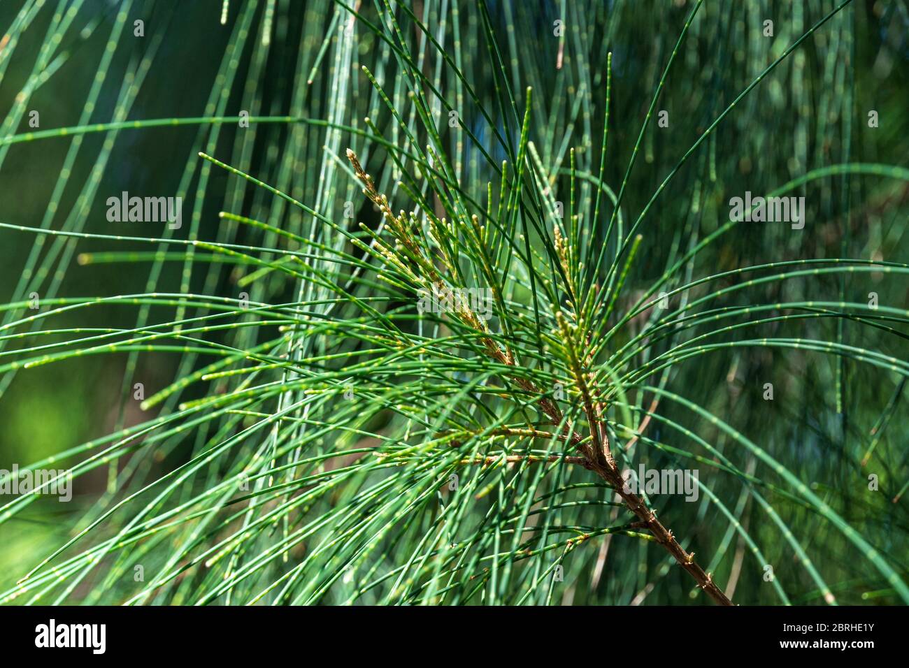 Australian pine tree (Casuarina equisetifolia) needles closeup - Davie, Florida, USA Stock Photo