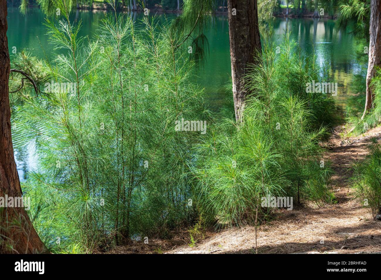 Australian pine tree (Casuarina equisetifolia) young green plants growing along lake - Davie, Florida, USA Stock Photo