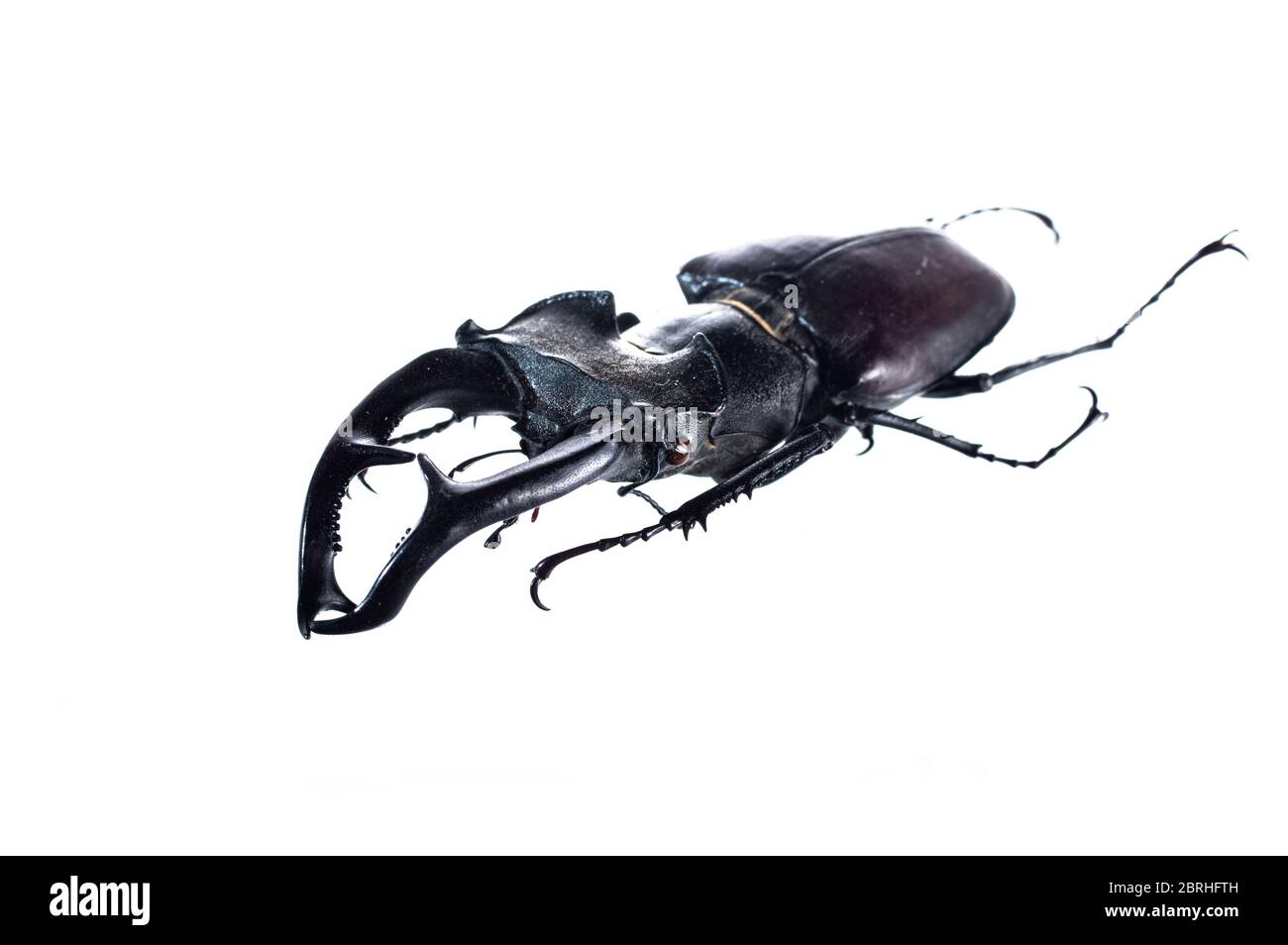 Big beetle with big horns. Beetle deer on a white background. Stock Photo