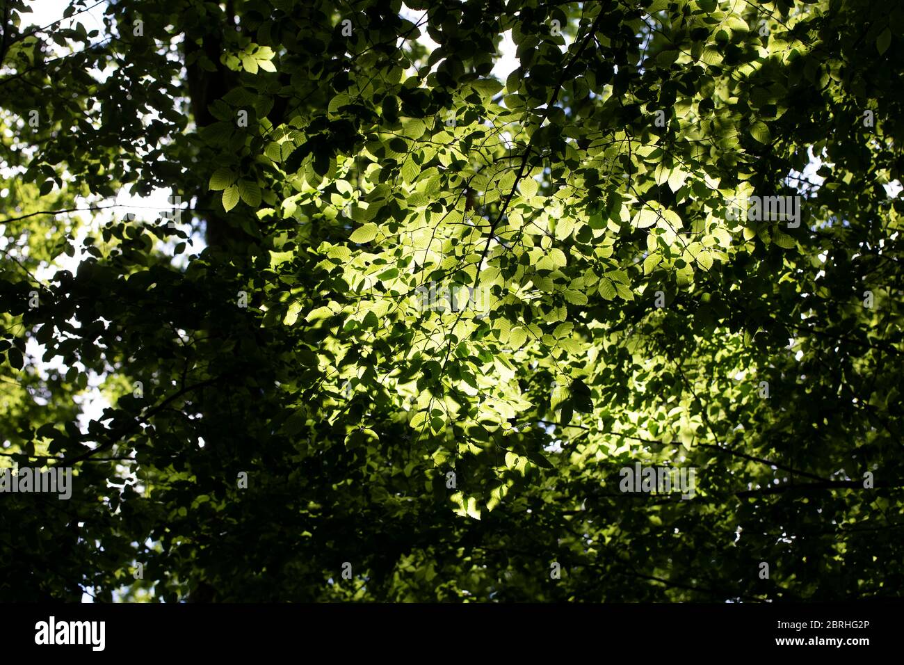 Sun shining through leaves of tree branches from a frogs perspective Stock Photo