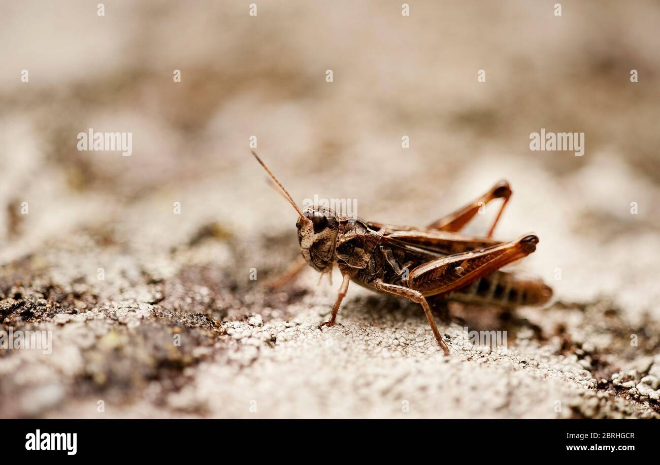 grasshopper in a mountain brown background Stock Photo