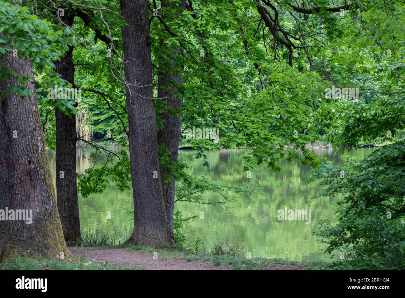 Trees in a green forest with a path between them and a lake in the ...